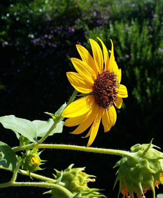 Free Sunflower Native Plant photo and picture