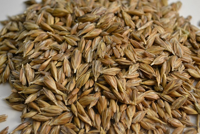 emmer wheat free photo on pixabay