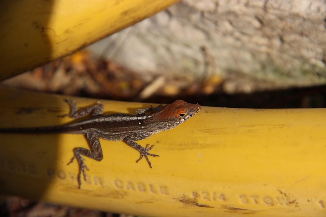 Free Lizard Reptile photo and picture