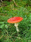 mushroom, fly agaric, red