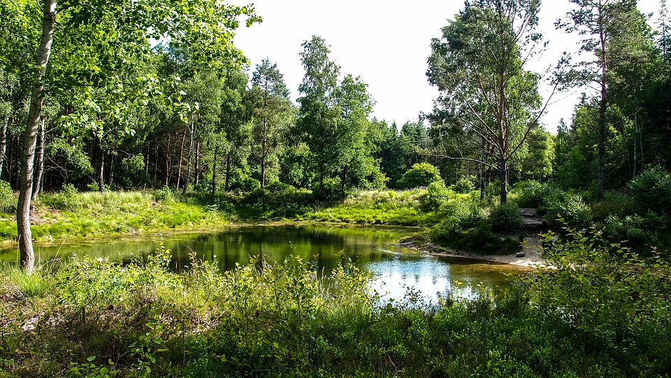 Waldsee See Wald - Kostenloses Foto auf Pixabay - Pixabay