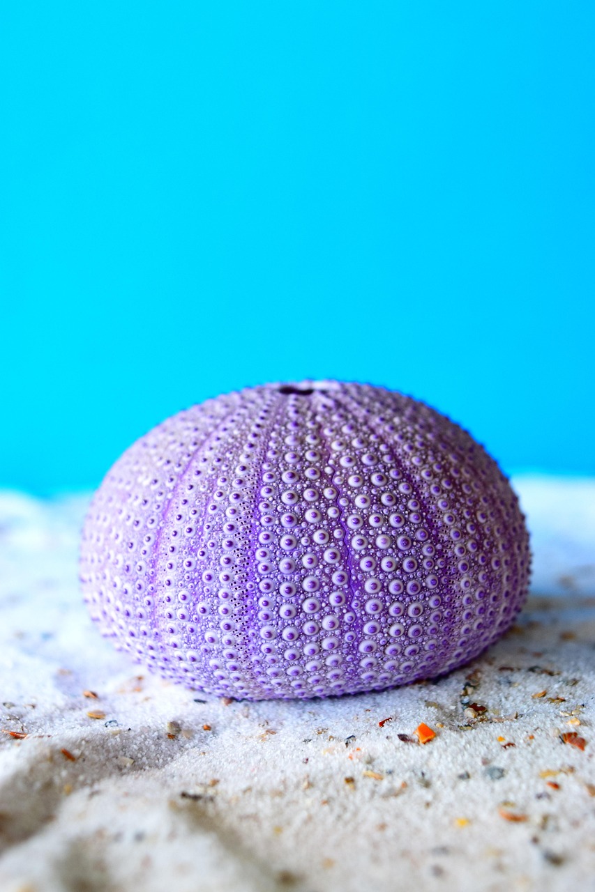 100,000+ Free Sea Urchin & Sea Images Pixabay