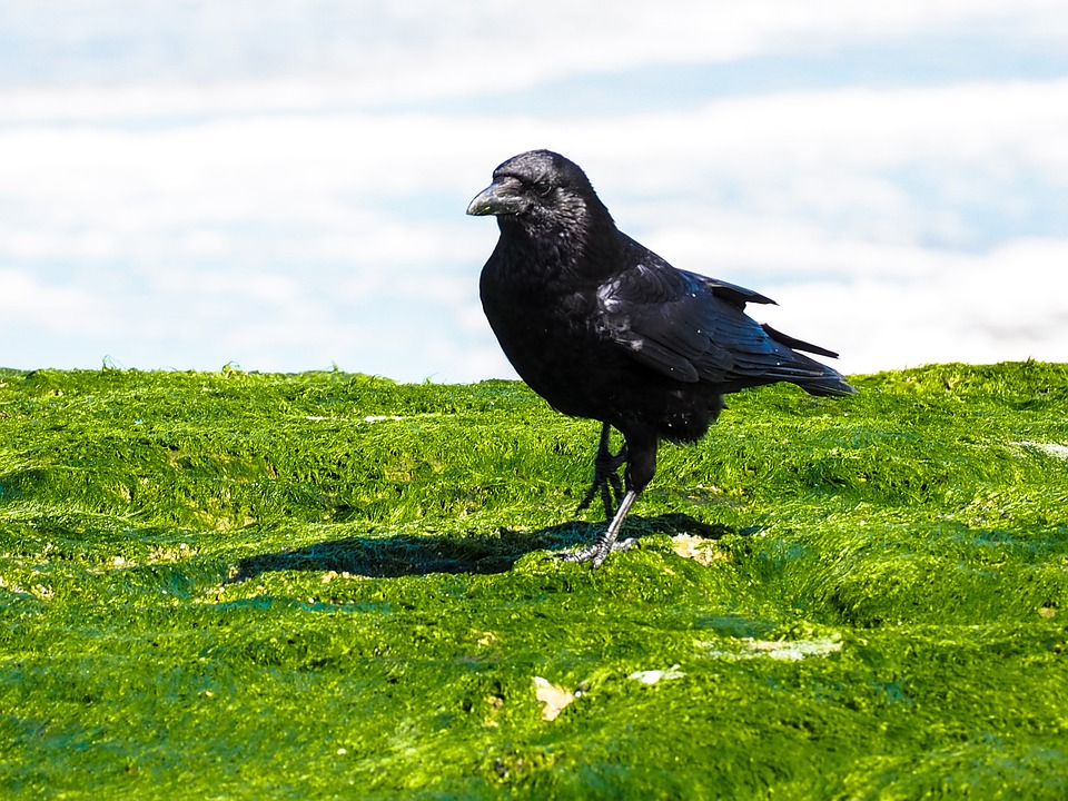 Rabe Vogel Meer - Kostenloses Foto auf Pixabay - Pixabay