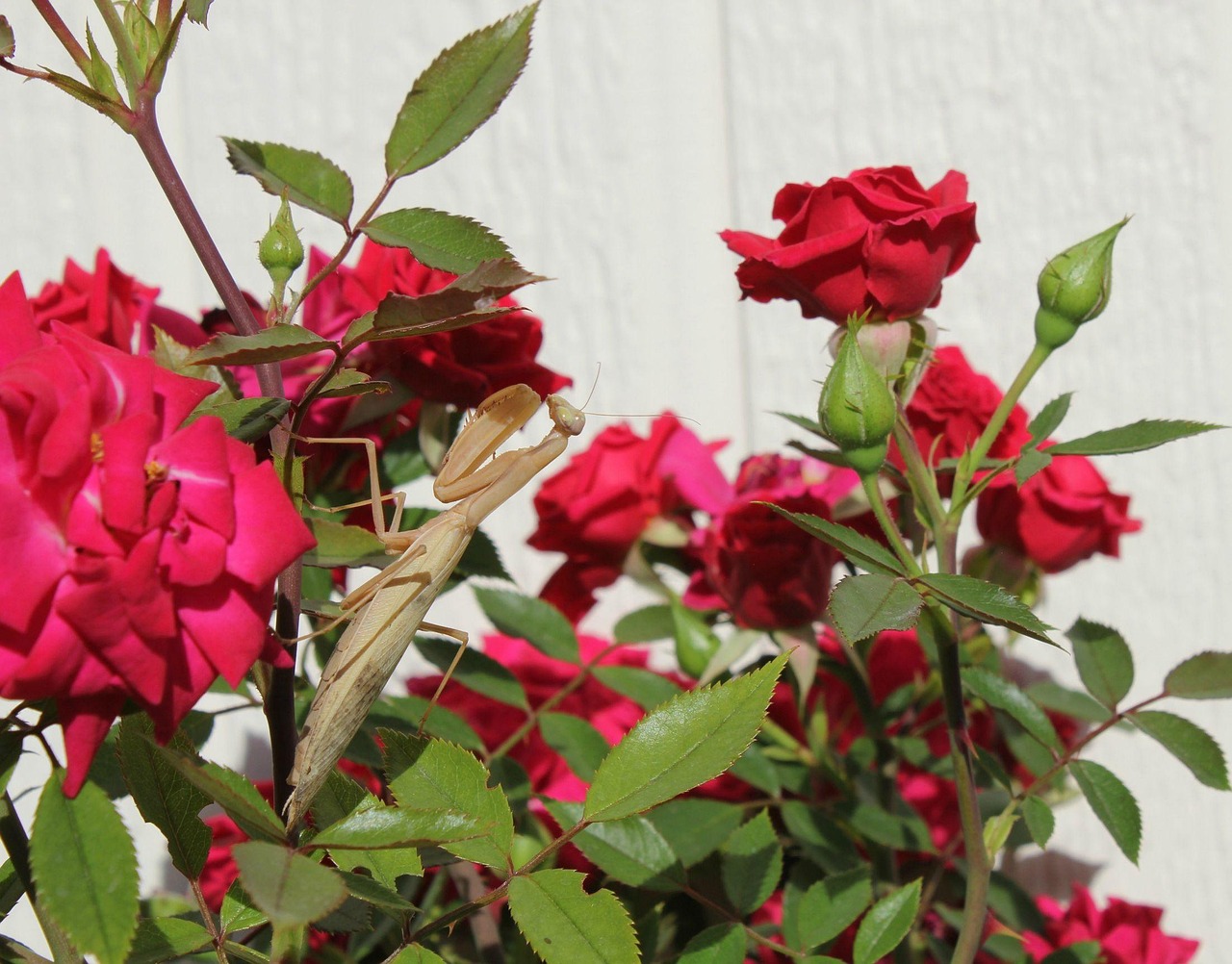 Praying Mantis - free online jigsaw puzzle photo