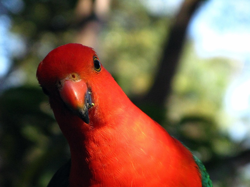オーストラリアキングパロット 動物園 オスのオウム Pixabayの無料写真