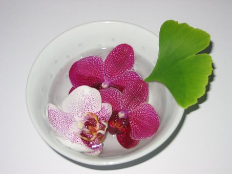 Free Bowl Orchid photo and picture