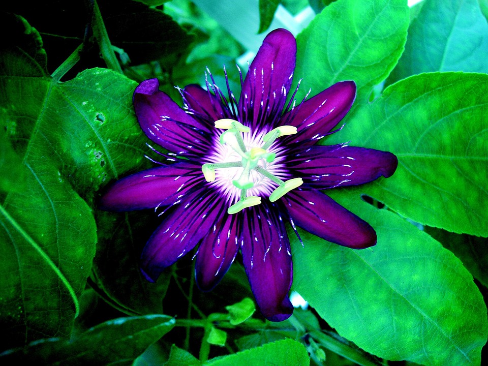 Fleur De La Passion - Photo gratuite sur Pixabay - Pixabay