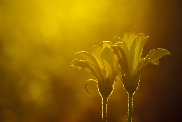 Flor, Niebla De La Tarde Amarilla