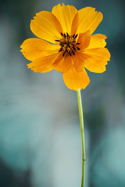 Flor, Fondo De La Flor