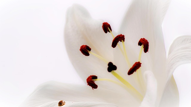 Flor, Lirio, Fondo Libre