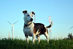 dog, jack russel, terrier