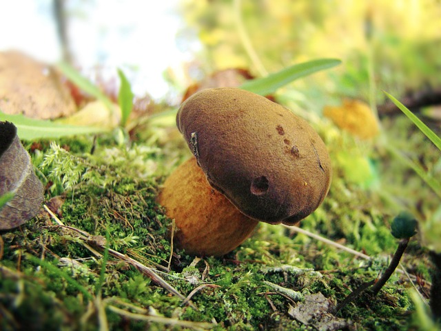 Pilz, Moos, Die Natur