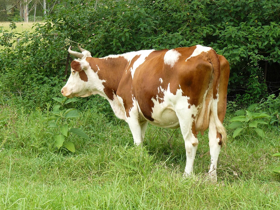Cow Farm Animal - Free photo on Pixabay - Pixabay