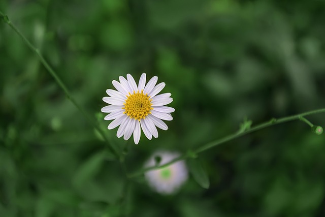 Free Wild Chrysanthemum Flower photo and picture