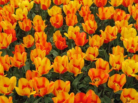Free Tulips Flower Background photo and picture
