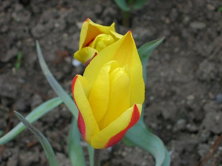 Free Tulip Yellow photo and picture