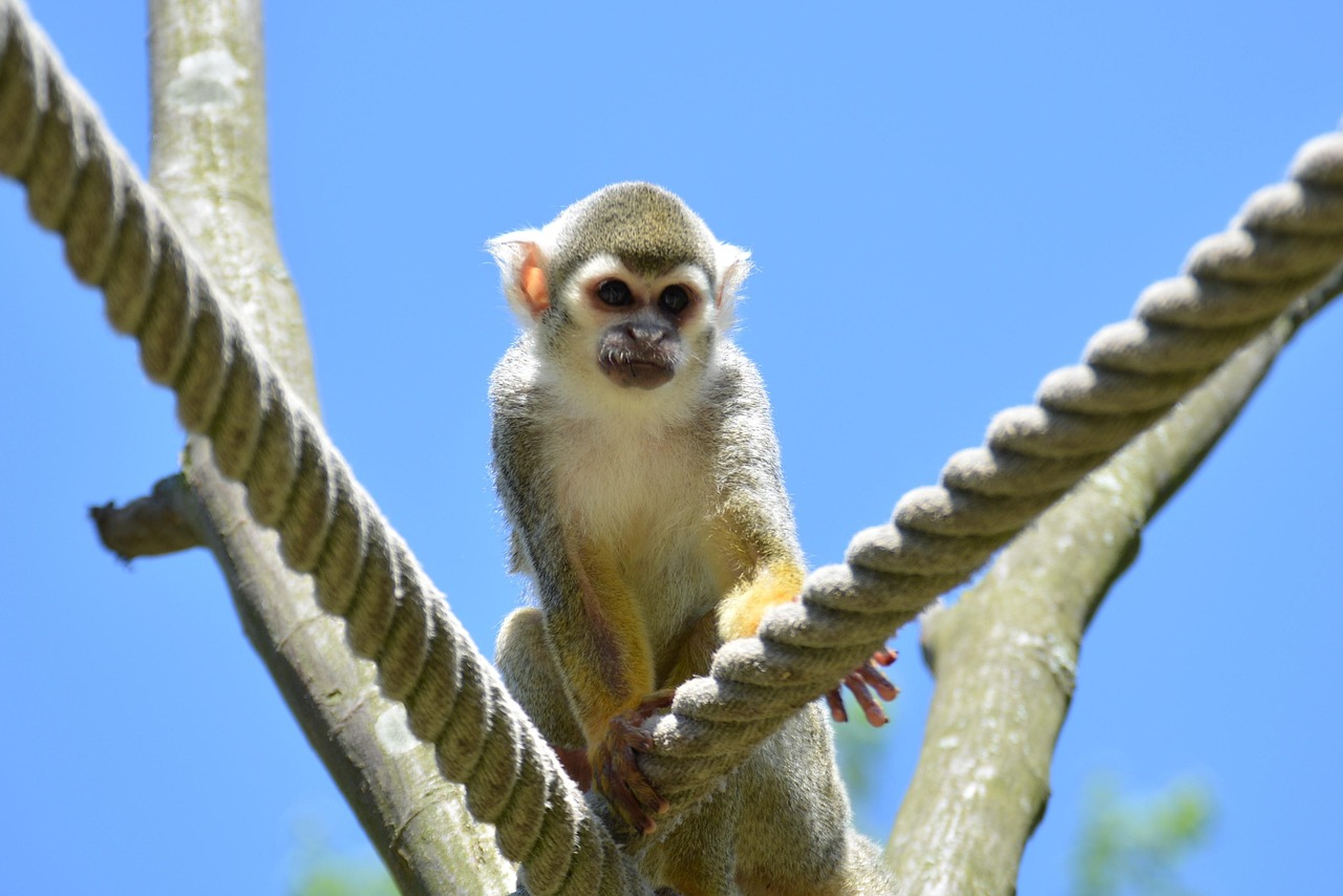 Capuchin Monkey - free online jigsaw puzzle photo