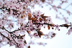 flowers, blood plum, bloom