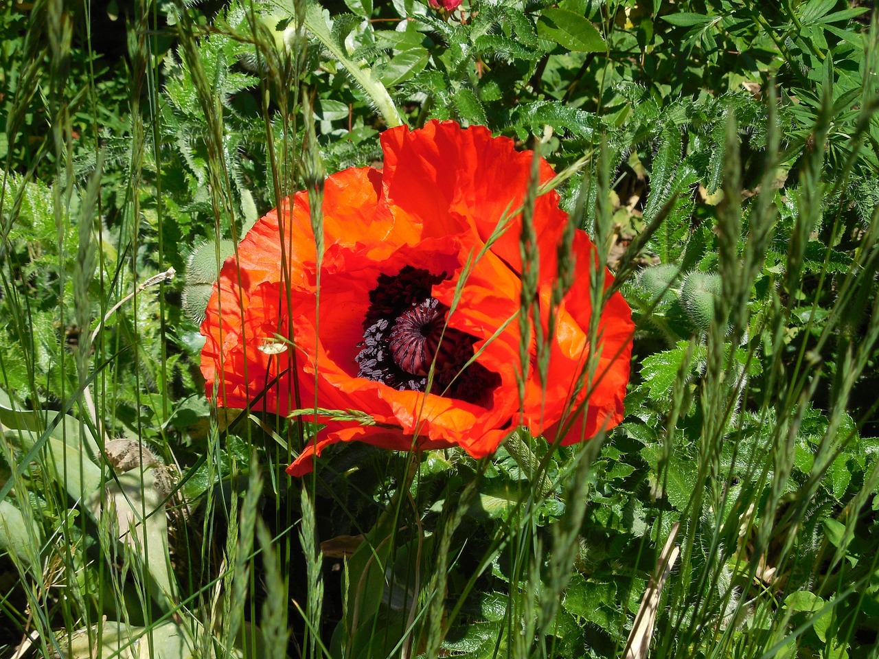 Blüte Roter Mohn - Kostenloses Foto auf Pixabay - Pixabay