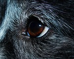 eye, close, dog