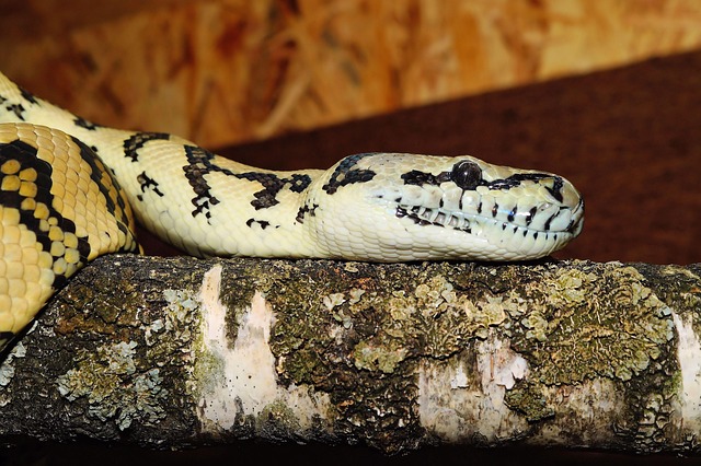 Free Line Carpet Python photo and picture