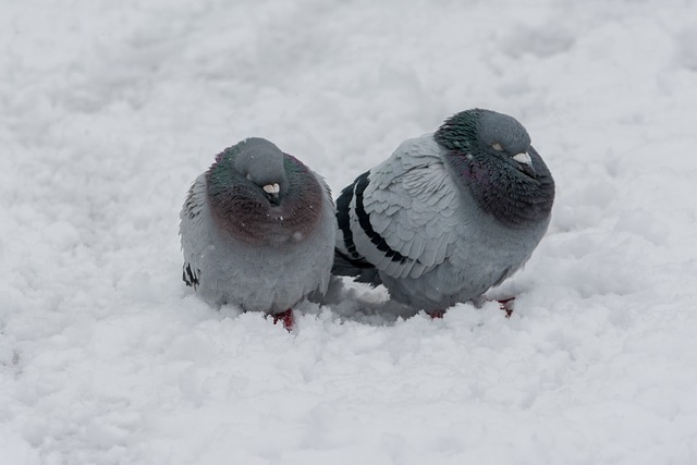 Free Dove Bird photo and picture