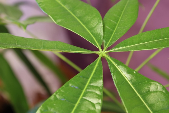 Free Lemon Leaves Plants photo and picture