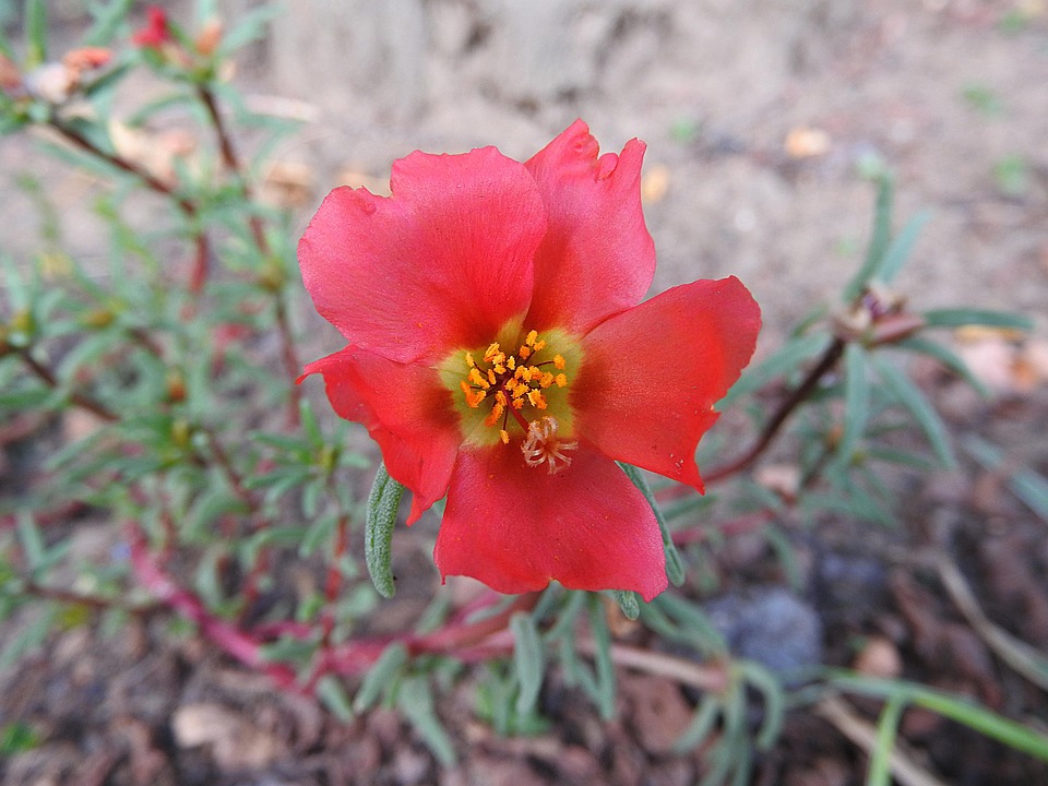 Portulaca Grandiflora, Flor, Portulakgewaechs