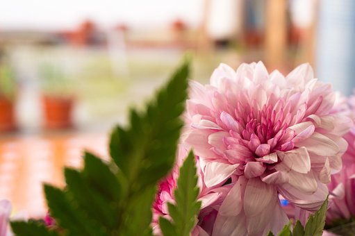 Bloem, Valentijn, Bloemen, Vloeren