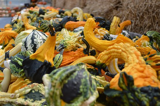Free Gourds Fall photo and picture