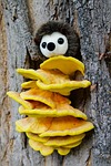 nature, tree, tree bark