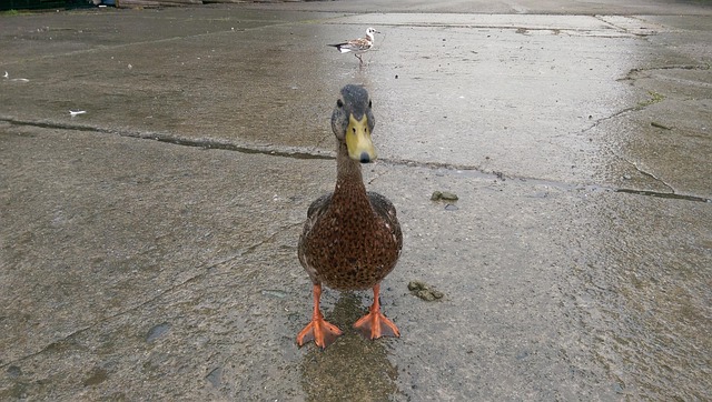Free And Rain photo and picture