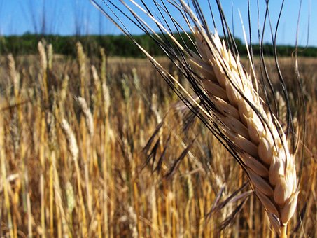 Cereales, Maizal, Oído, Naturaleza
