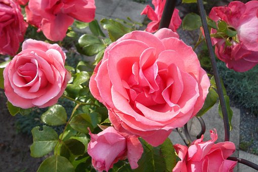 Free Rose Blossom photo and picture