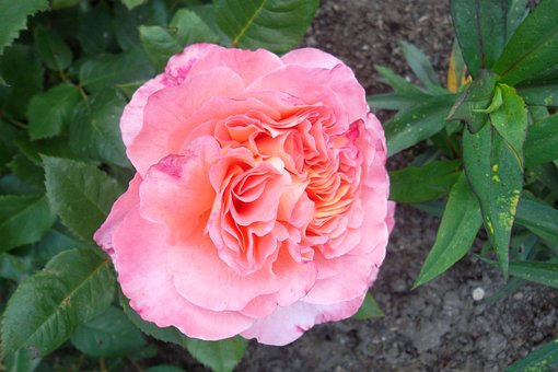 Free Rose Blossom photo and picture