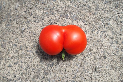 Free Tomato Popo photo and picture
