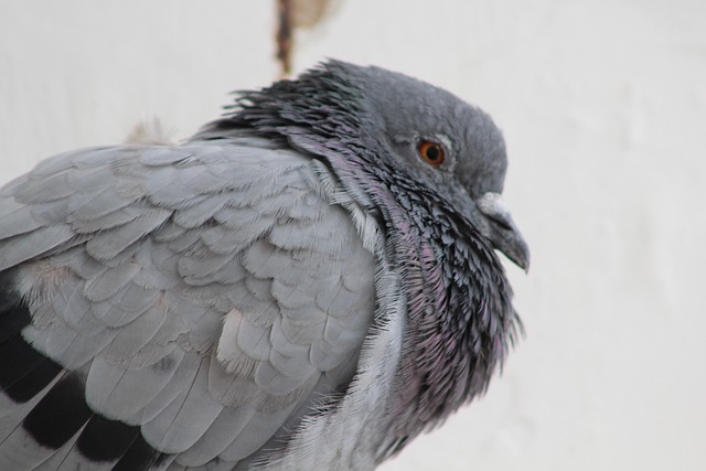 Free Bird Pigeon photo and picture