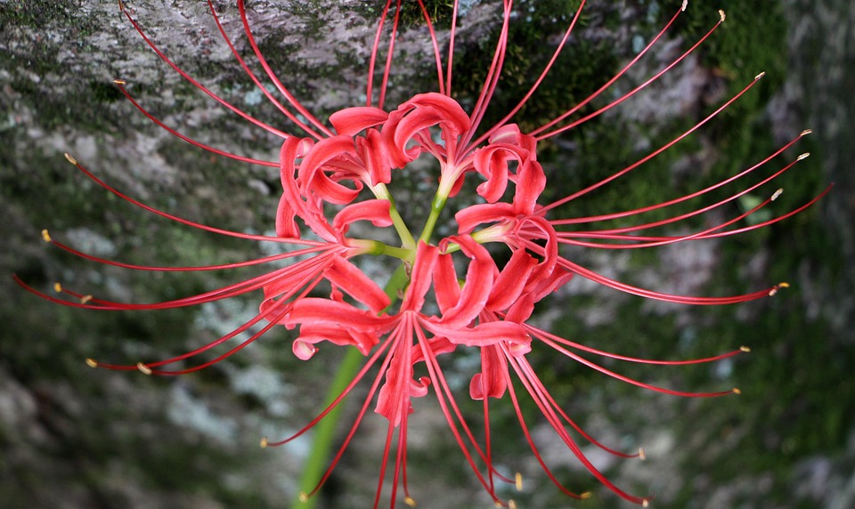 botanist-949652_960_720.jpg
