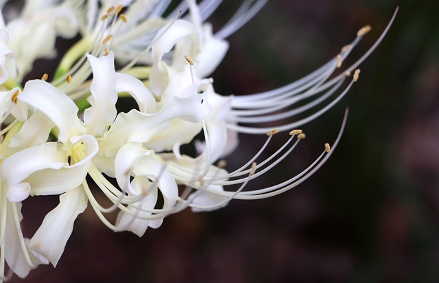 Free White Flower Wallpaper photo and picture