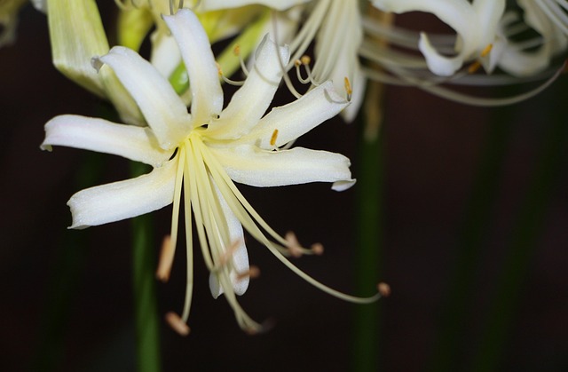 Free White Petals photo and picture