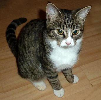 Free Cat Cute photo and picture