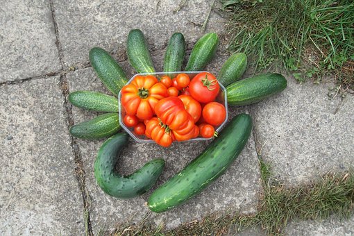 Free Thanksgiving Fruit photo and picture