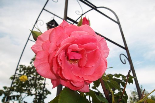 Free Rose Abundance photo and picture