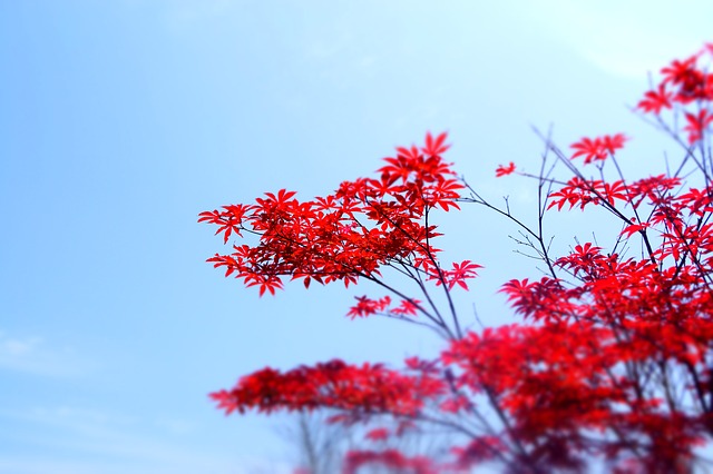 Free artistic conception red flower illustration