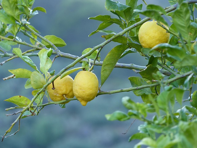 Free Lemons Nature photo and picture