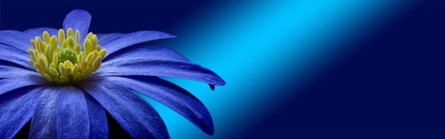 Free banner header flower blue illustration