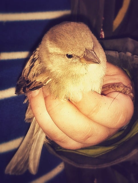 Download free HD stock image of Bird In Hand Metaphor Free bird in hand metaphor nature illustration