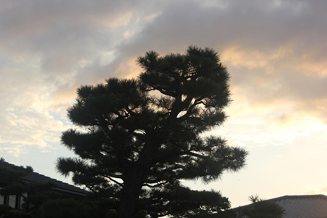 Sonnenuntergang, Kiefer, Baum, Natur