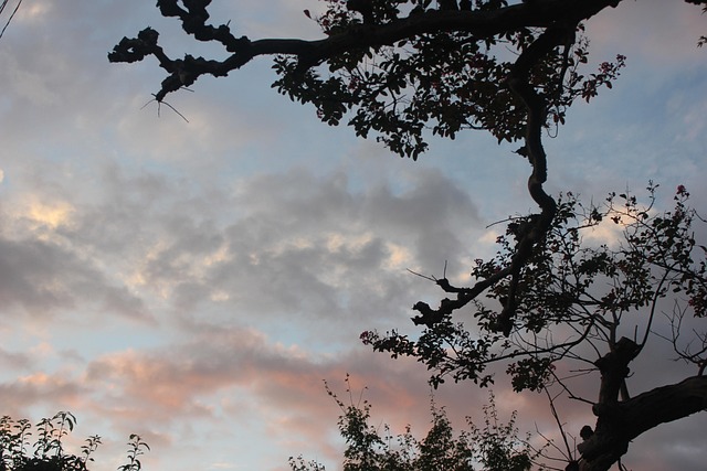 Sonnenuntergang, Baum, Geäst, Natur