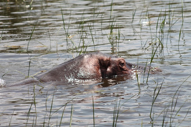 Kiboko, Sø, Awassa, Etiopien, Hippo